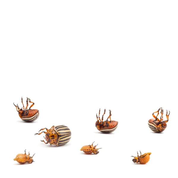 Картофельные жуки Колорадо — стоковое фото