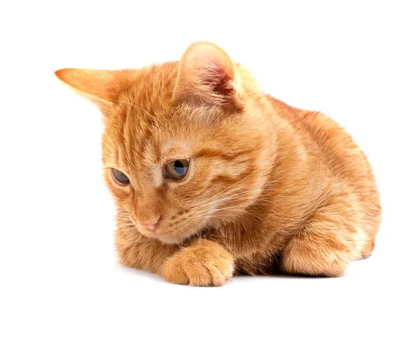 Rote süße Katze — Stockfoto