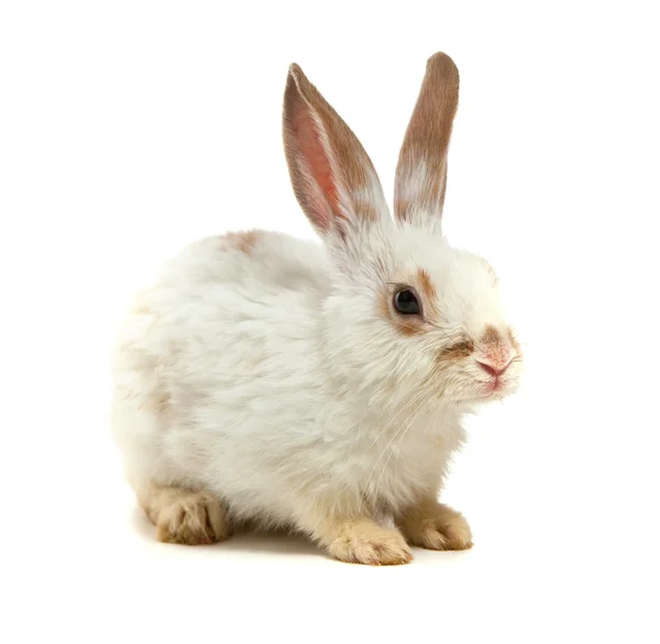 Beyaz küçük tavşan — Stok fotoğraf