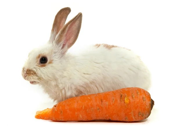 stock image White small rabbit