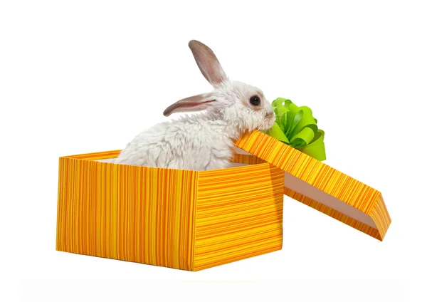 stock image The rabbit in the yellow box