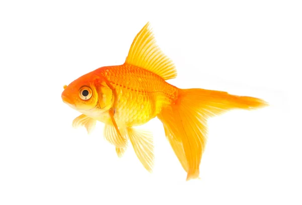 Золотая рыбка Стоковая Картинка