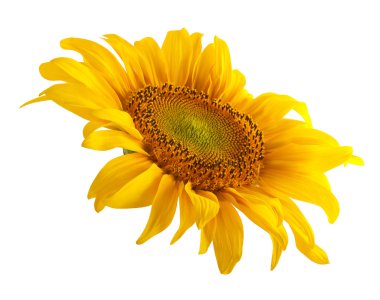 The beautiful sunflower clipart