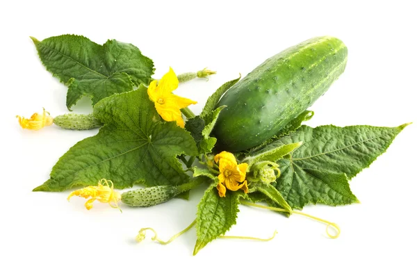 The cucumber white flowers — Stock Photo, Image