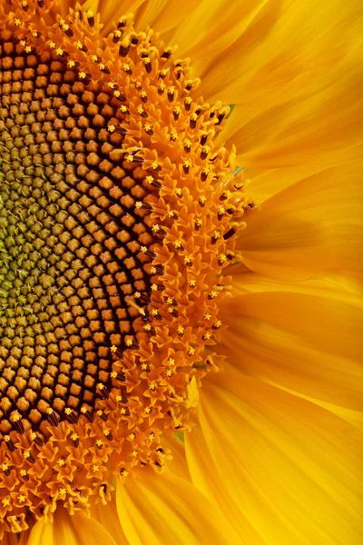 Красиві соняшника — стокове фото