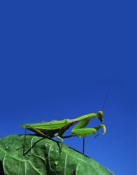 Mantis verde —  Fotos de Stock