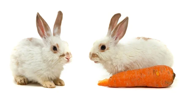 Bílý malý králík — Stock fotografie