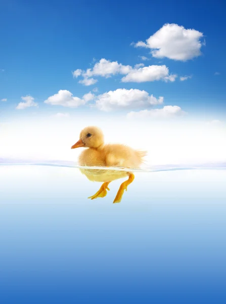 The yellow duckling swimming — Stock Photo, Image