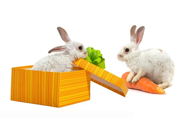 Le lapin dans la boîte jaune — Photo