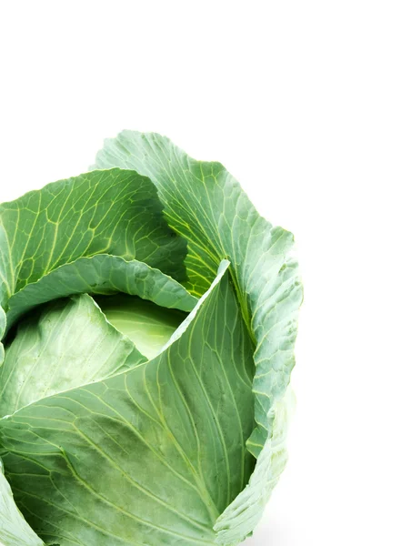 Head of green cabbage — Stock Photo, Image