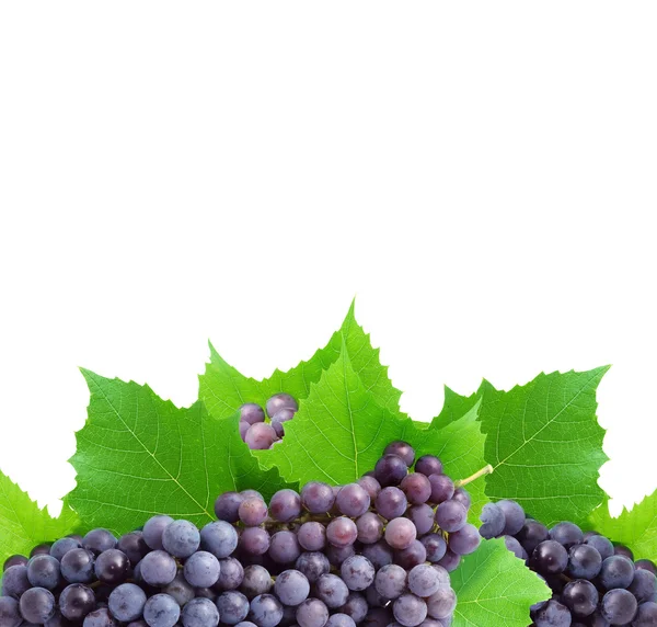 Bunch of fresh grapes — Stock Photo, Image