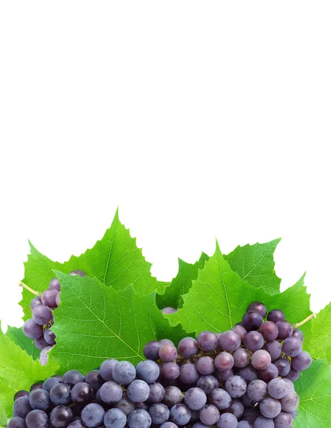 Grappolo di uva fresca — Foto Stock