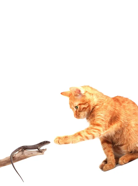 Gato brincando com lagarto — Fotografia de Stock