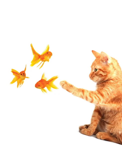 Katt leker med goldfishes — Stockfoto