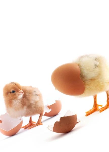 Yumurta sarı küçük kızlarla — Stok fotoğraf