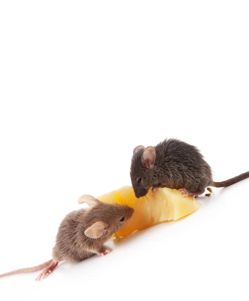 Șoareci și brânză — Fotografie, imagine de stoc