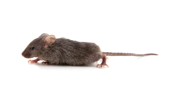 Ratón pequeño — Foto de Stock