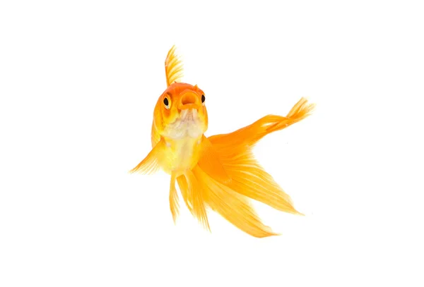 Zlaté rybky — Stock fotografie
