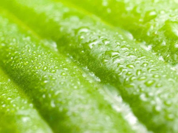 Våt grönt blad. — Stockfoto