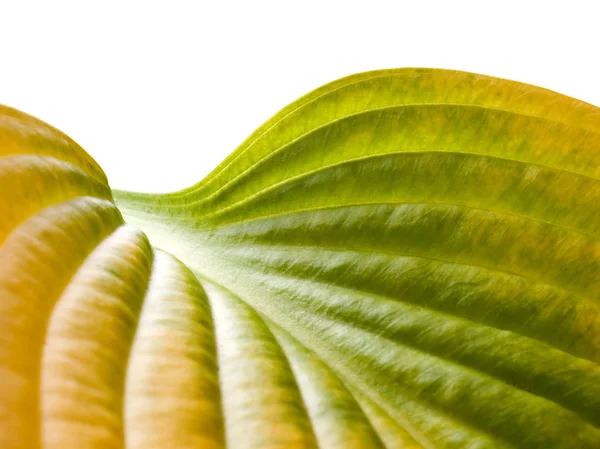 Yellow leaf. — Stock Photo, Image