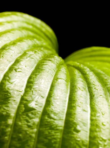 Мокрий зелений лист . — стокове фото