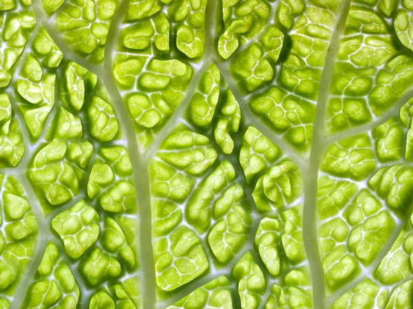Groene organische textuur. — Stockfoto