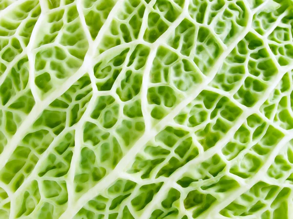 Texture organica verde . — Foto Stock