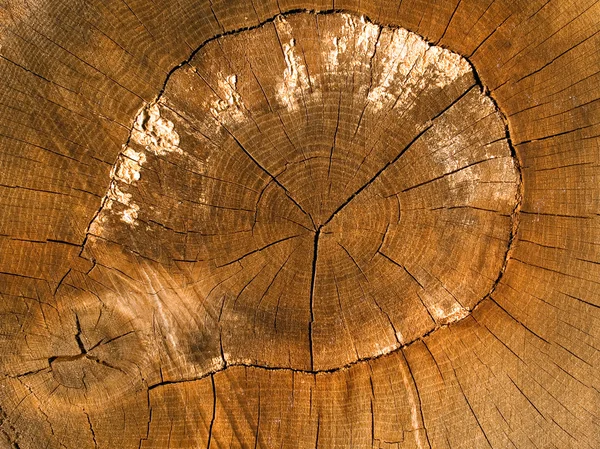 木製のカット. — ストック写真