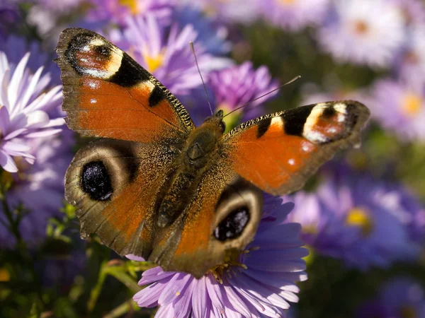 stock image Butterfly.