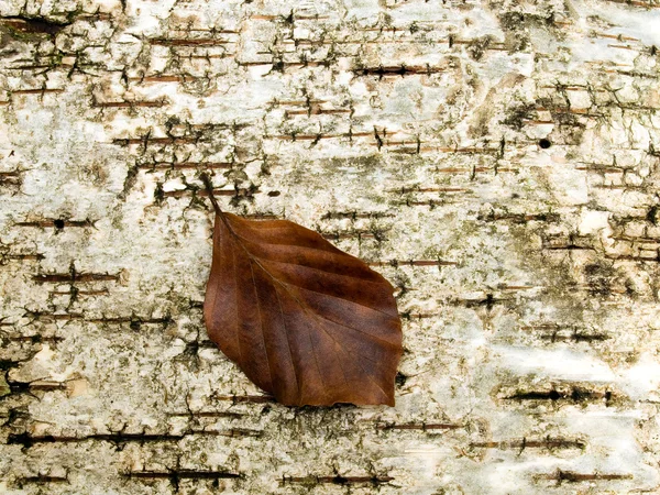Dried brown leaf. — Stock Photo, Image