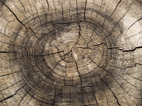 Slice Old Wood Texture Closeup Background — Stock Photo, Image