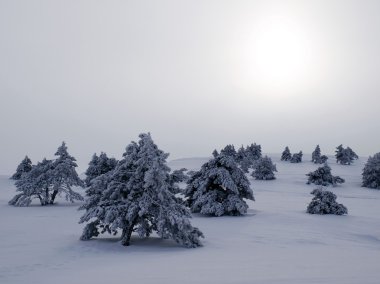 Snowbounds firs and sun. clipart