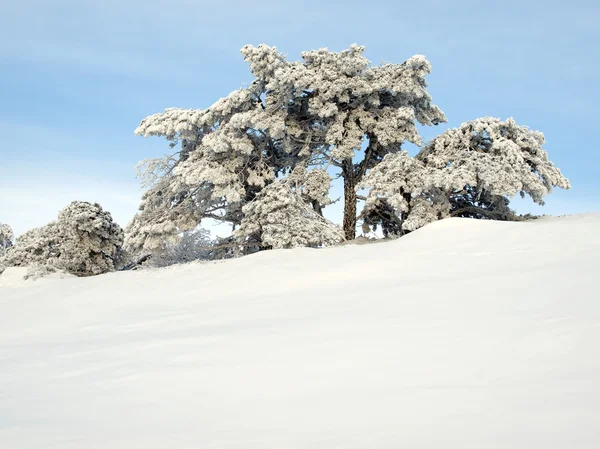 Kış. — Stok fotoğraf