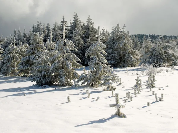 Winterlicher Fichtenwald — Stockfoto