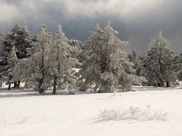 Kışlıklar Çam Ormanı — Stok fotoğraf