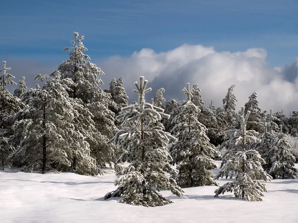 Wintry forest — Stock Photo, Image