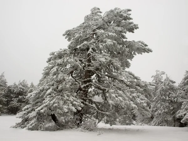 Snowy Tree — Stockfoto
