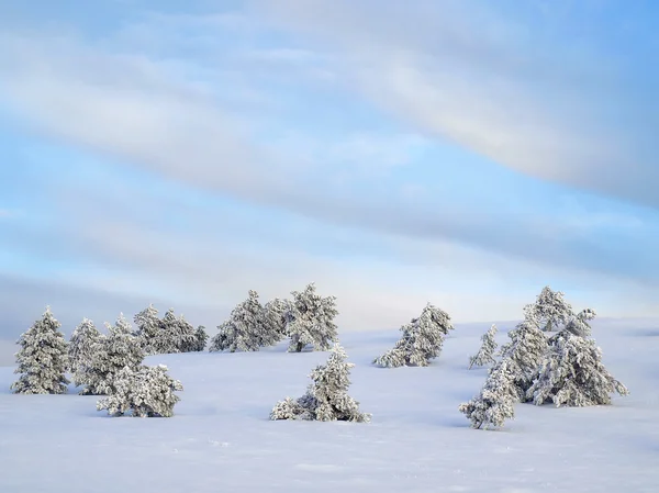 Snowbounds Firs Gökyüzü — Stok fotoğraf