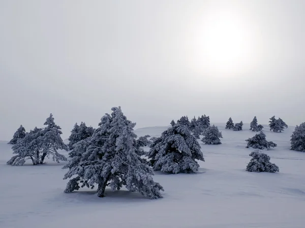 Snowbounds 冷杉和太阳 — 图库照片