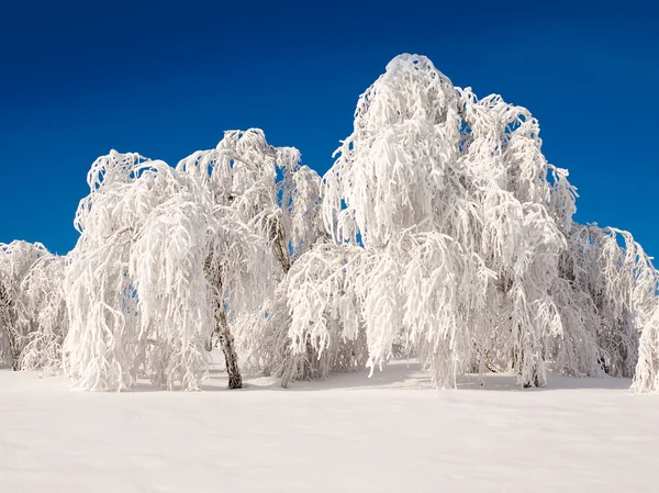 Snöig skog. — Stockfoto