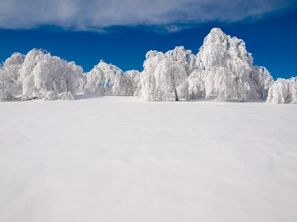 Verschneiter Wald. — Stockfoto
