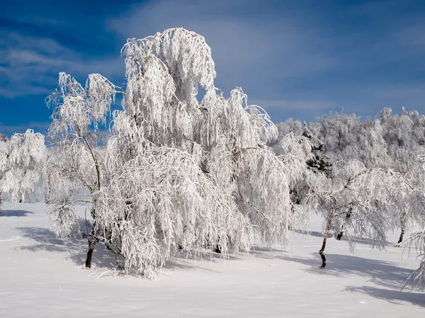 雪に覆われた森林. — ストック写真