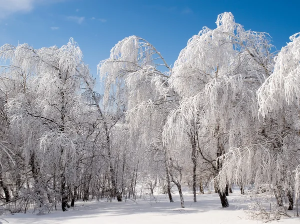 Снежный лес . — стоковое фото