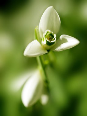 White snowdrop on blurred background. clipart