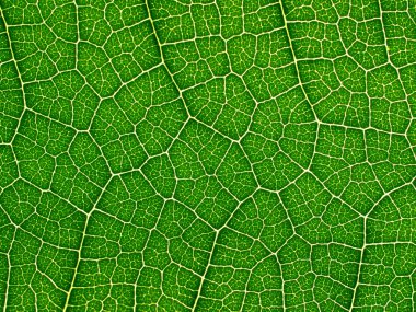 Green leaf. clipart