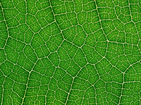 녹색 잎. — 스톡 사진