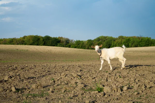 新鮮な緑の芝生を探して新鮮な耕した畑に若いヤギ — ストック写真