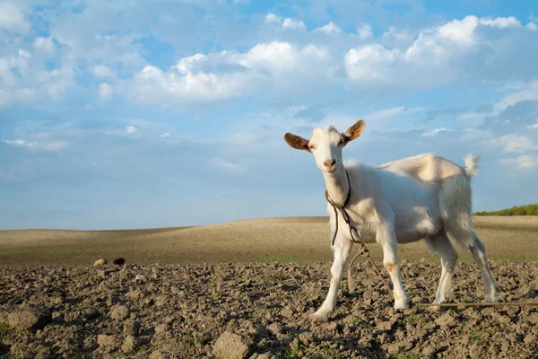 Látszó részére egy friss fű fiatal kecske — Stock Fotó