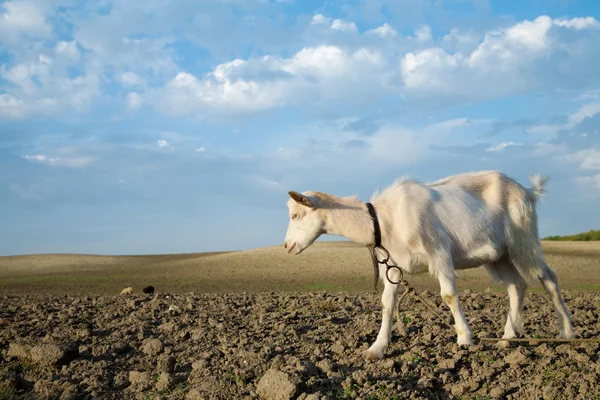 Young Goat Freshly Plowed Field Looking Fresh Green Grass — Stock Photo, Image