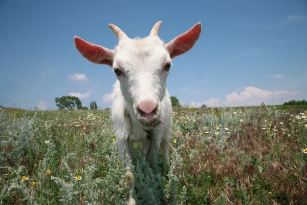 Junge Ziege sucht frisches Gras — Stockfoto